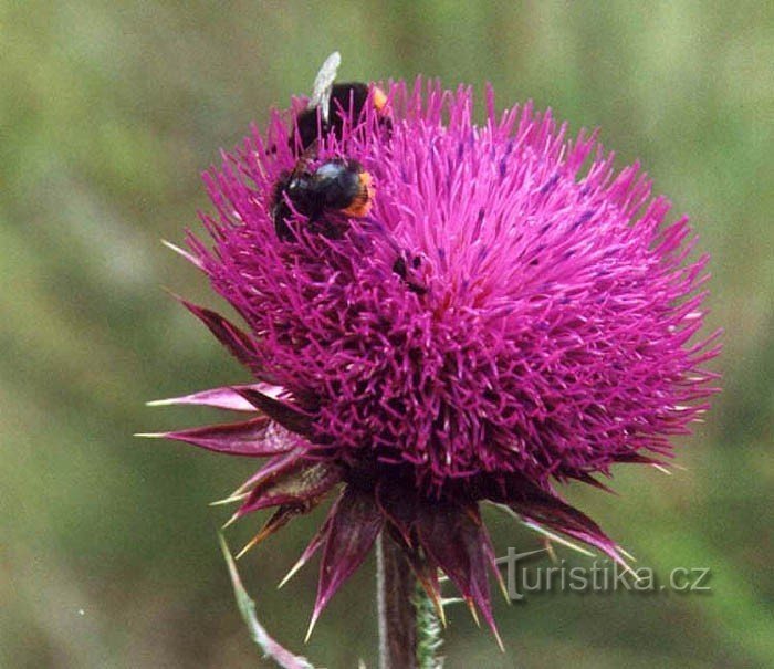 The thistle destroys the Mohelen steppe