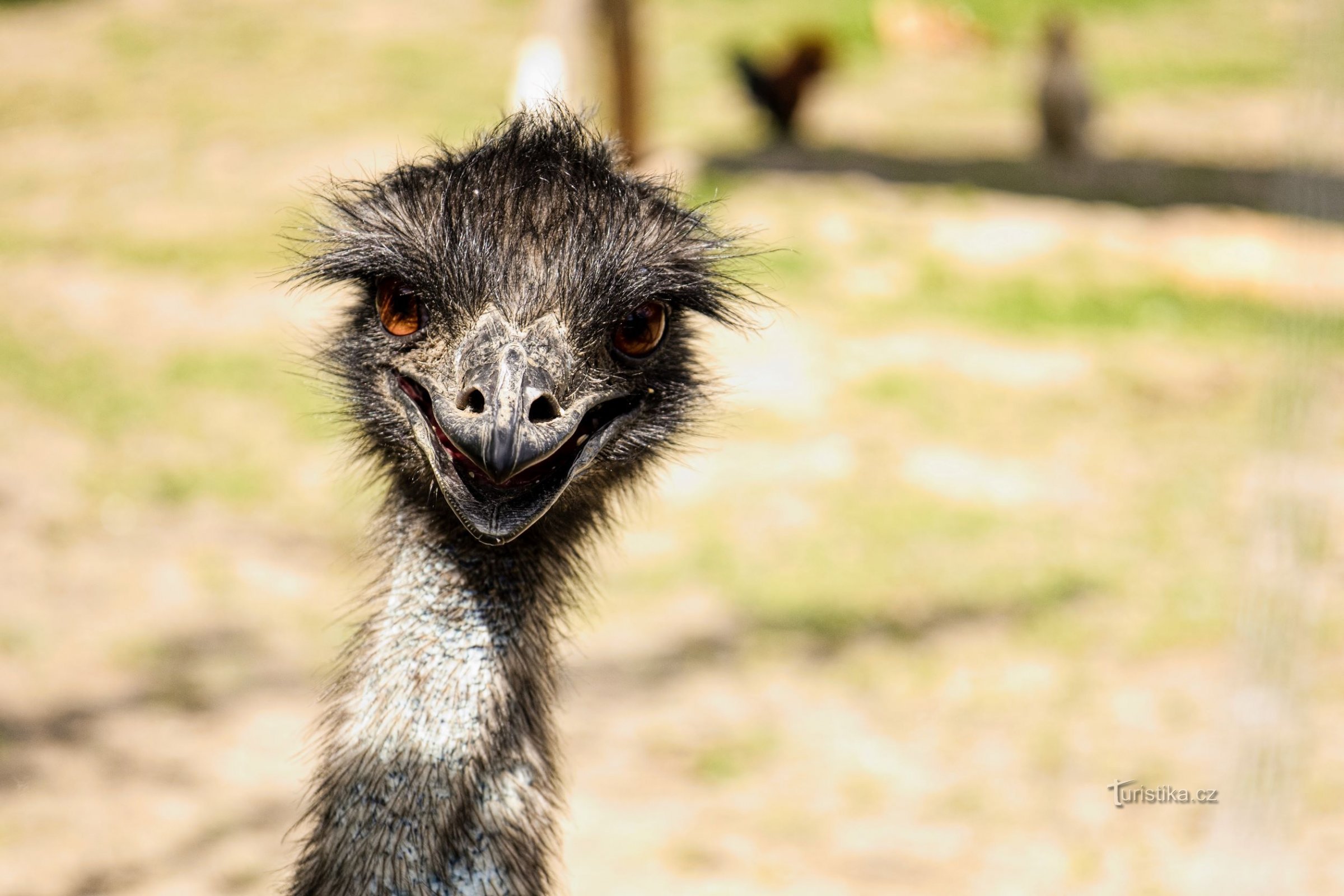 Rich - per gelati e animali domestici