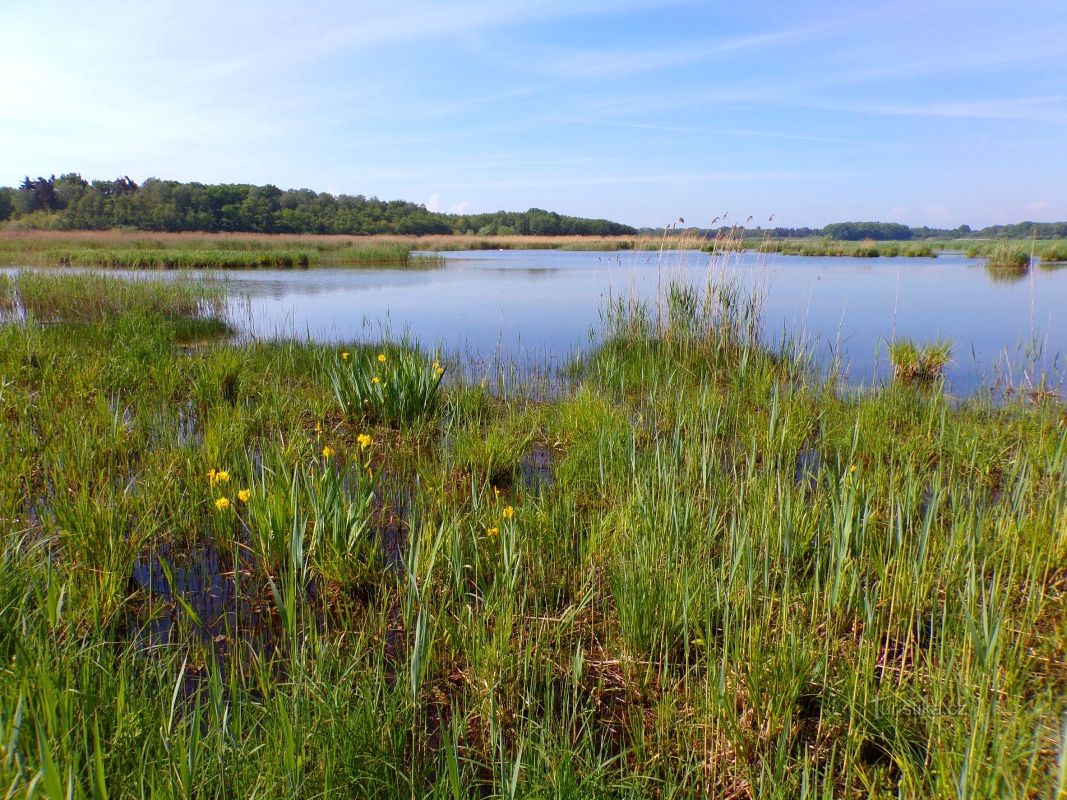 Bohdaneč-vijver (Bohdaneč-kuuroord, 18.5.2022 mei XNUMX)