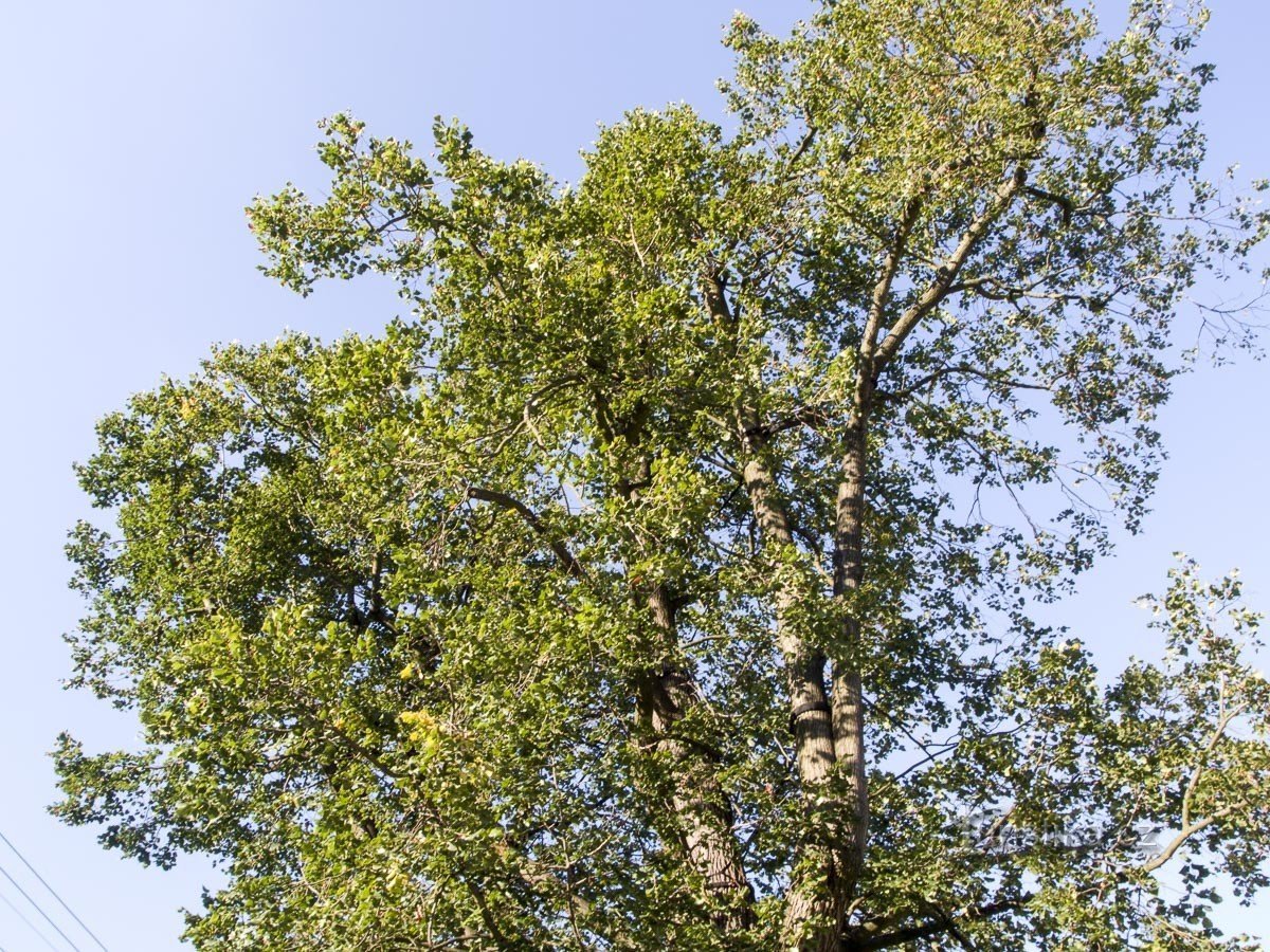 Bohdíkov – Fetkova cây bồ đề