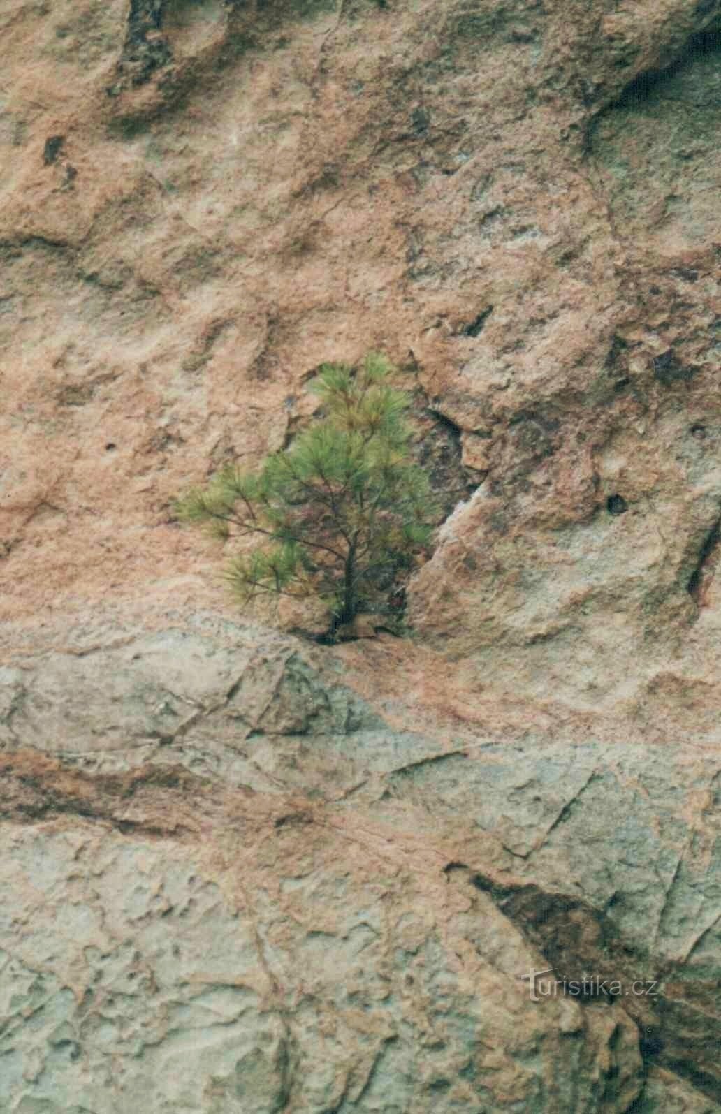 bonsai i Vranov