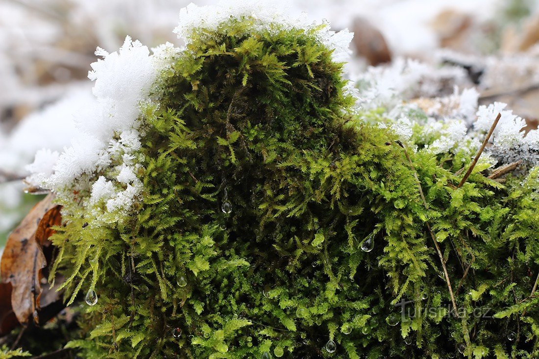 Boreč - 即使在冬天也有绿色苔藓