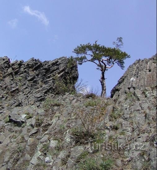 Pijnbomen op Trojhora