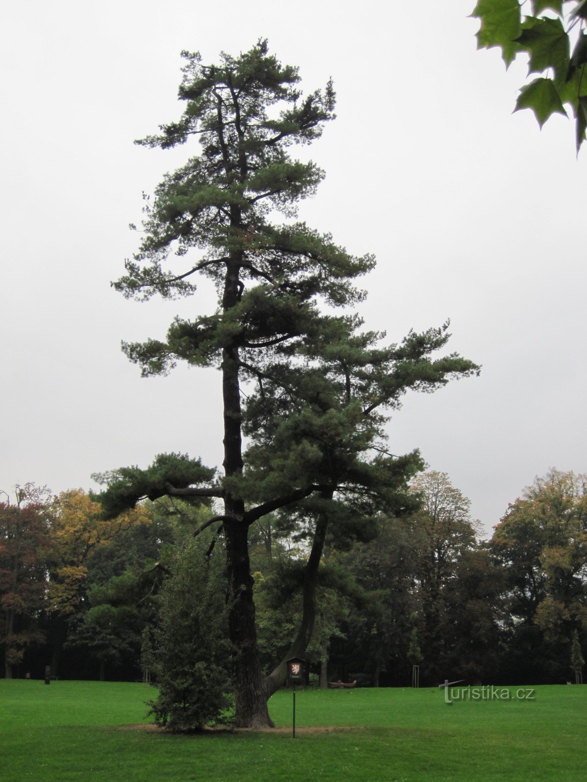 Schwerin pine