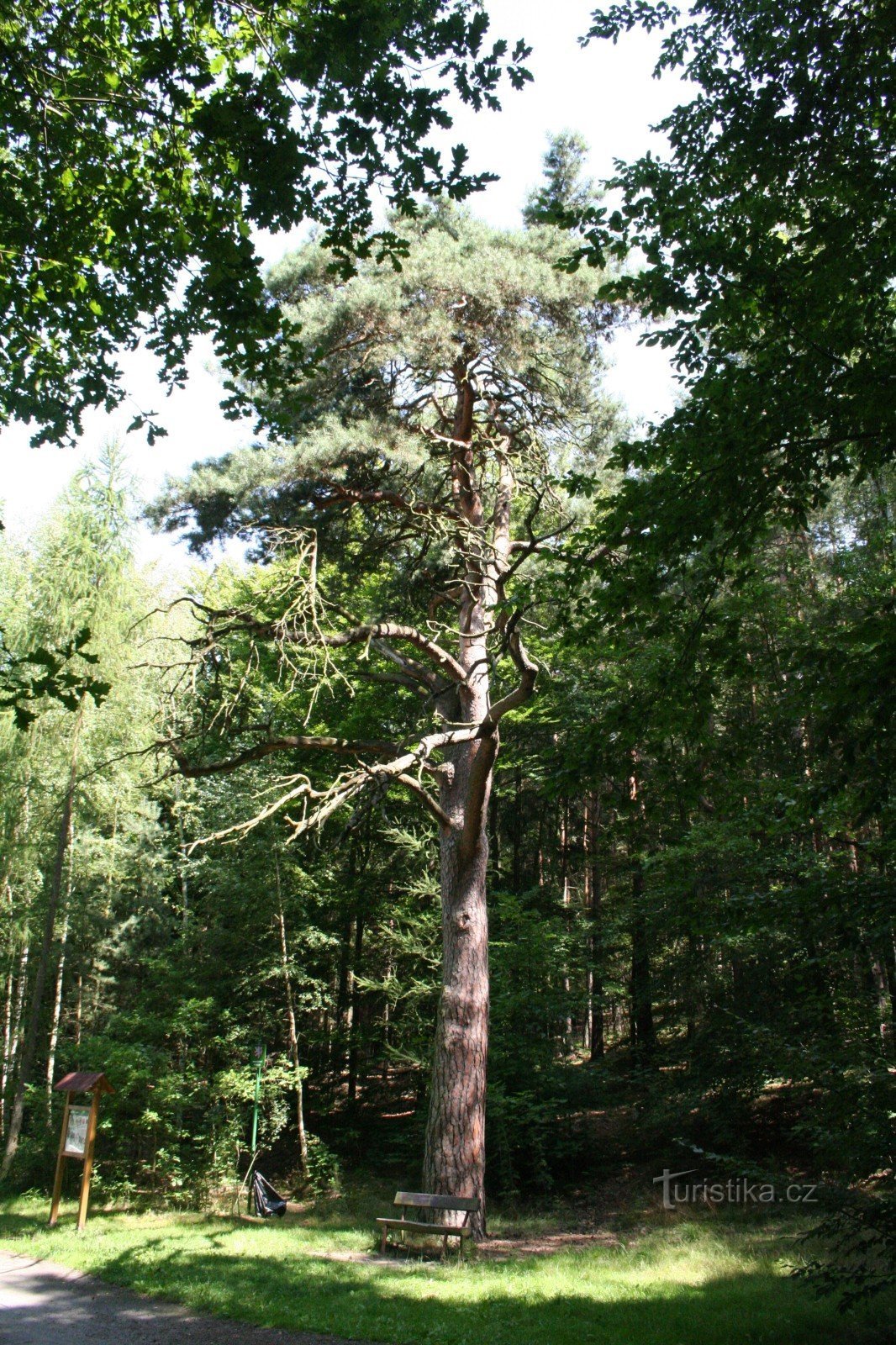 Fyrretræ nær Košinář