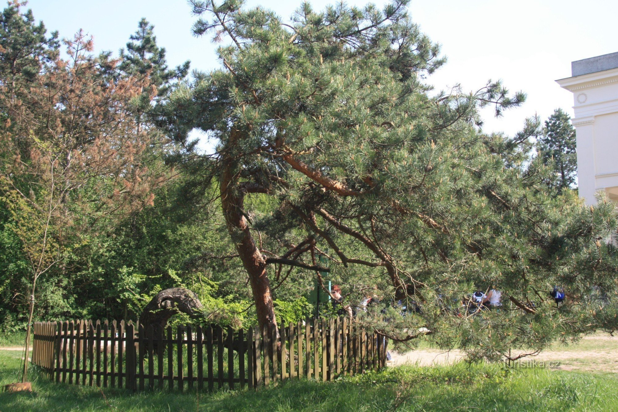 Pine tree at three graces