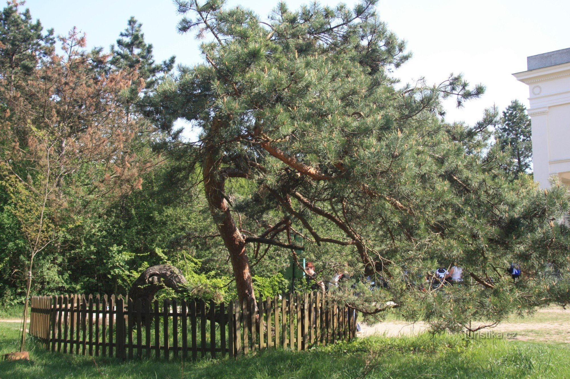 Dennenboom op drie gratiën