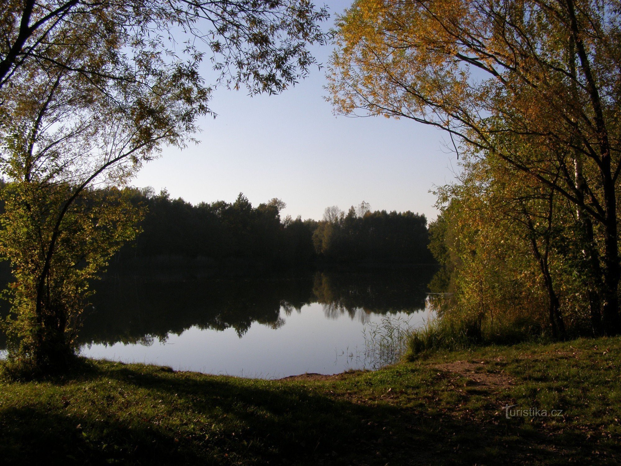 Черника (Гонконг)