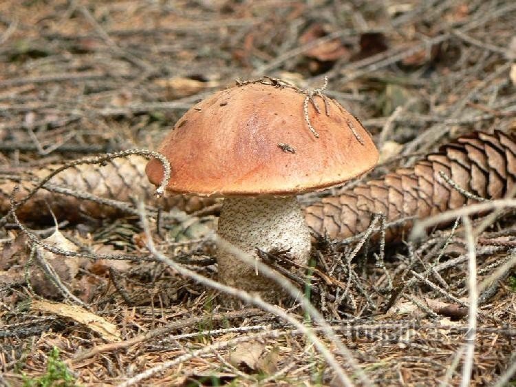 Blaubeere: Für den Besuch wartet eine Belohnung