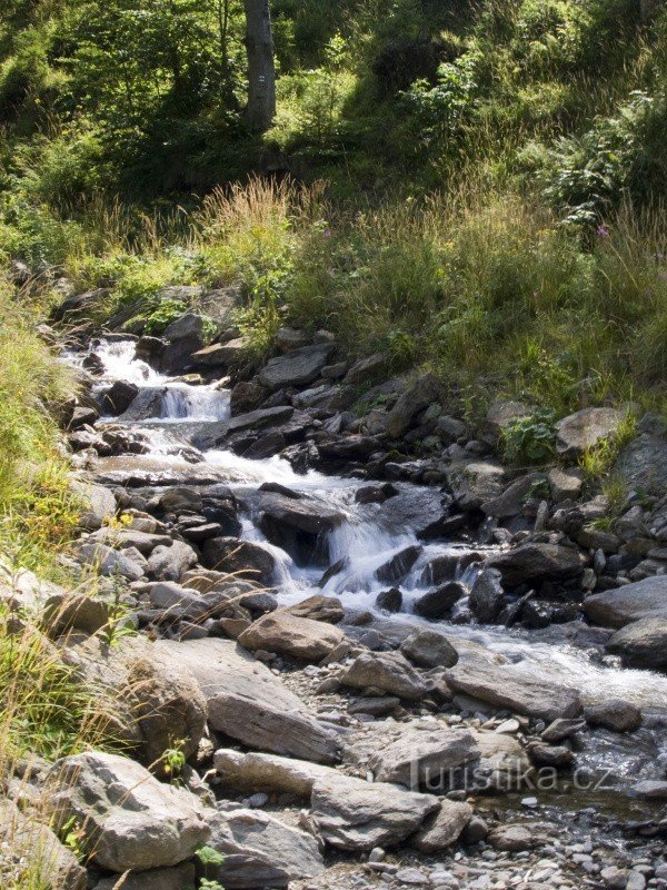 Arroyo de pino