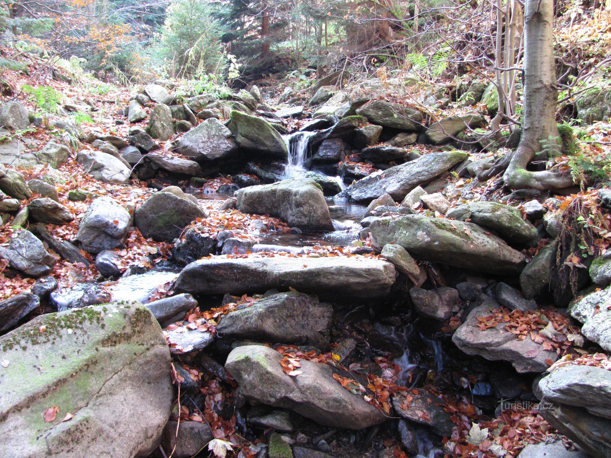 Arroyo de pino