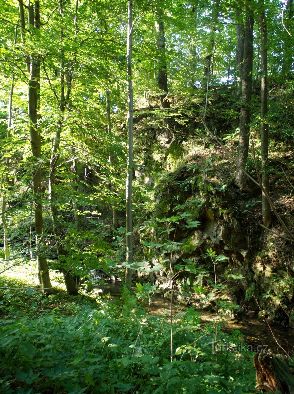 Al principio, afloramientos rocosos bordean el arroyo de pinos.