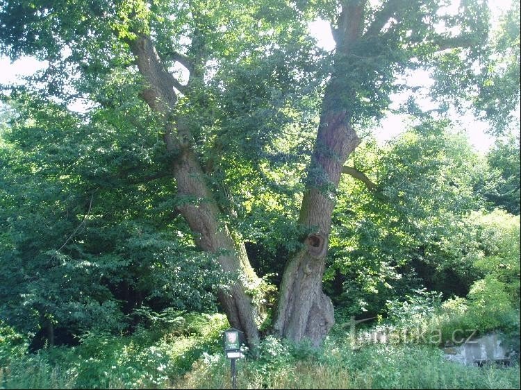 Boseń - 历史悠久的菩提树