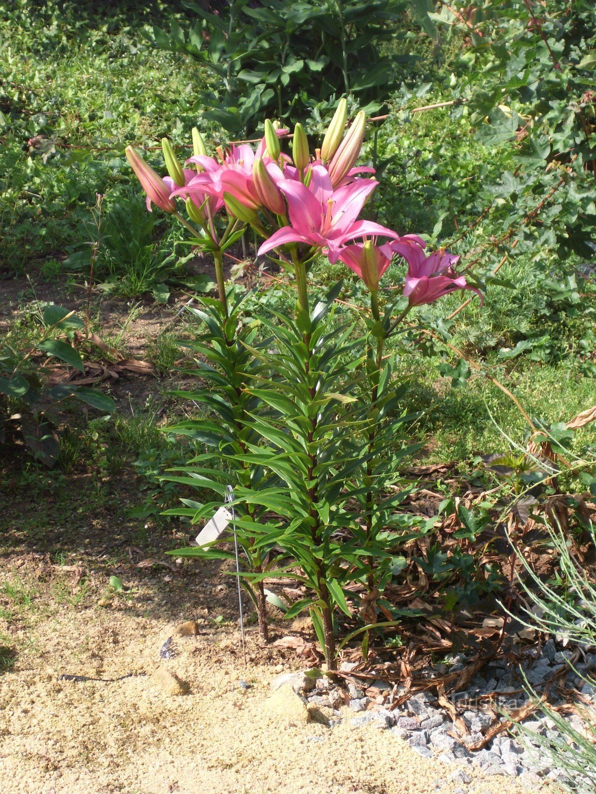 Boskovice - Šmelcovnan arboretum