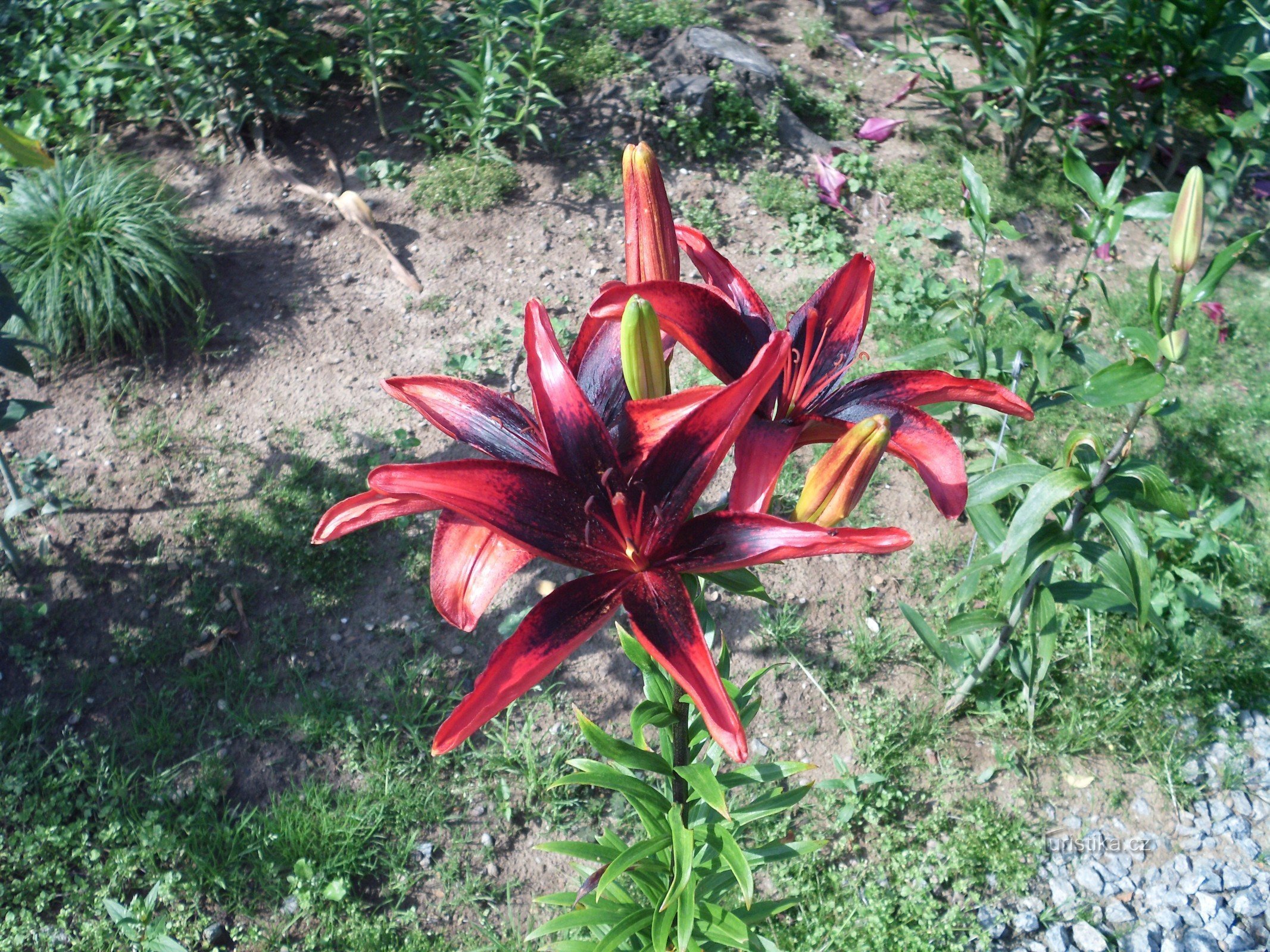 Boskovice - Arboretum de Šmelcovna