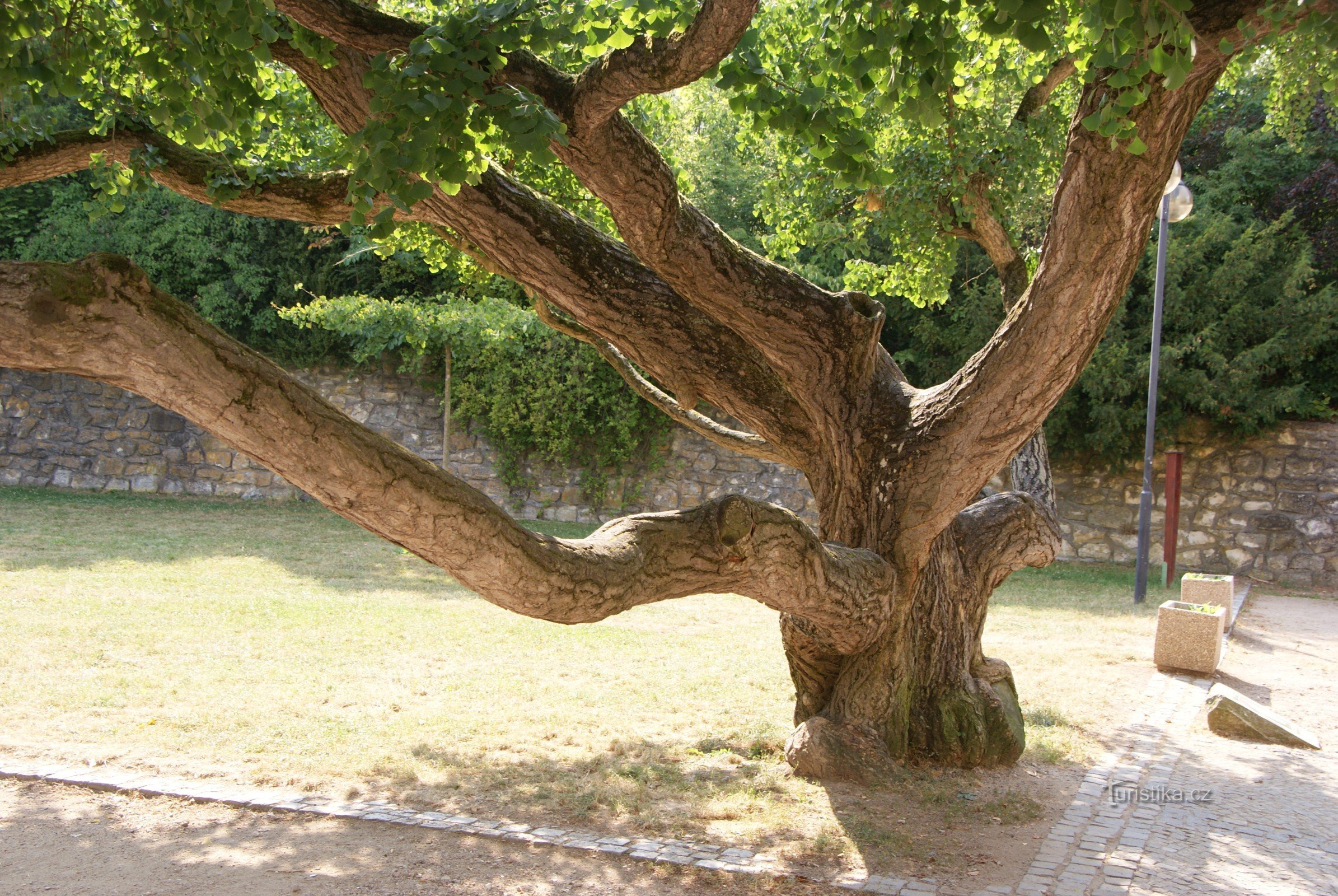 Boskovice – jinan dvoulaločný (ginkgo) u zámeckého skleníku