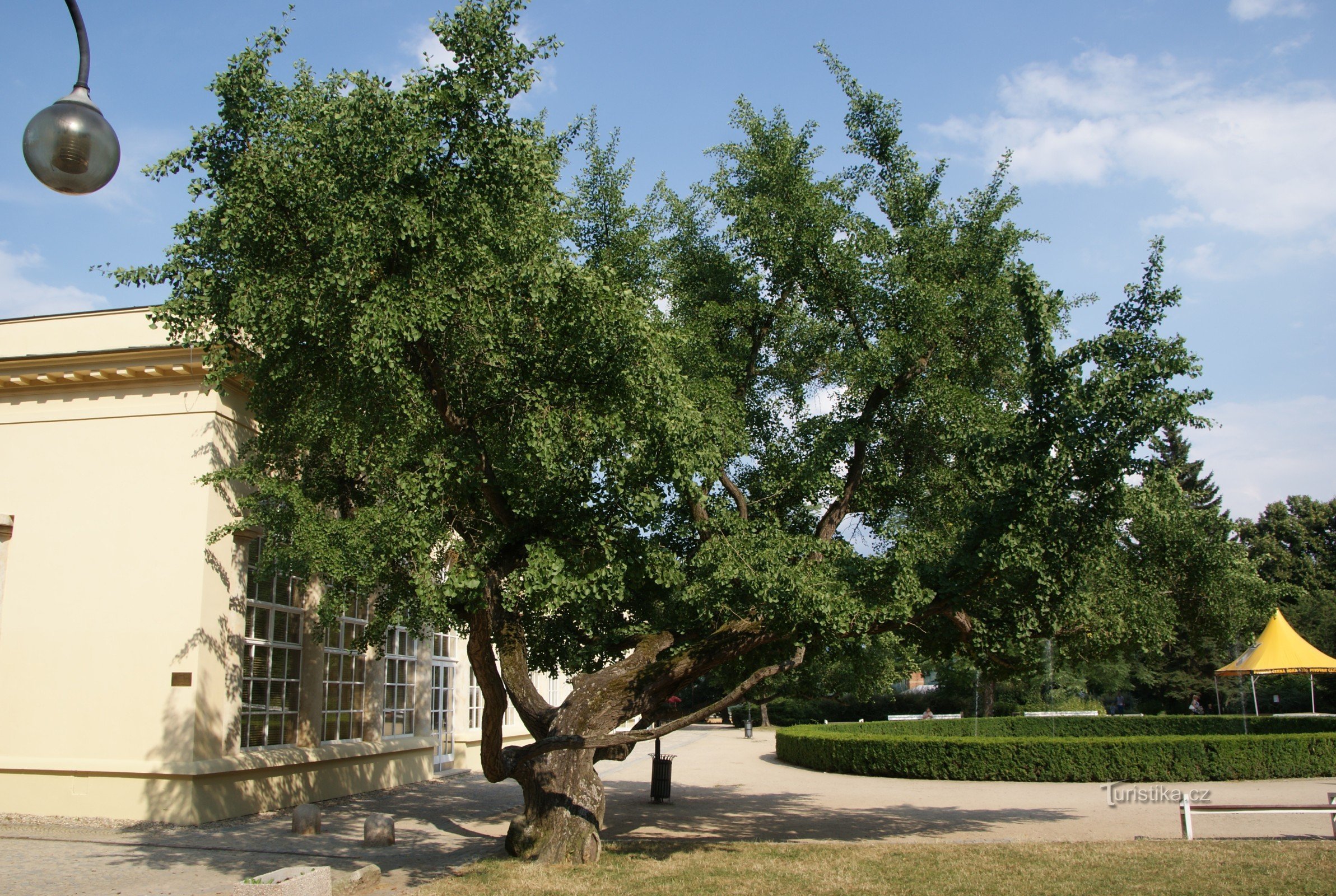 Boskovice - 城堡温室的银杏叶