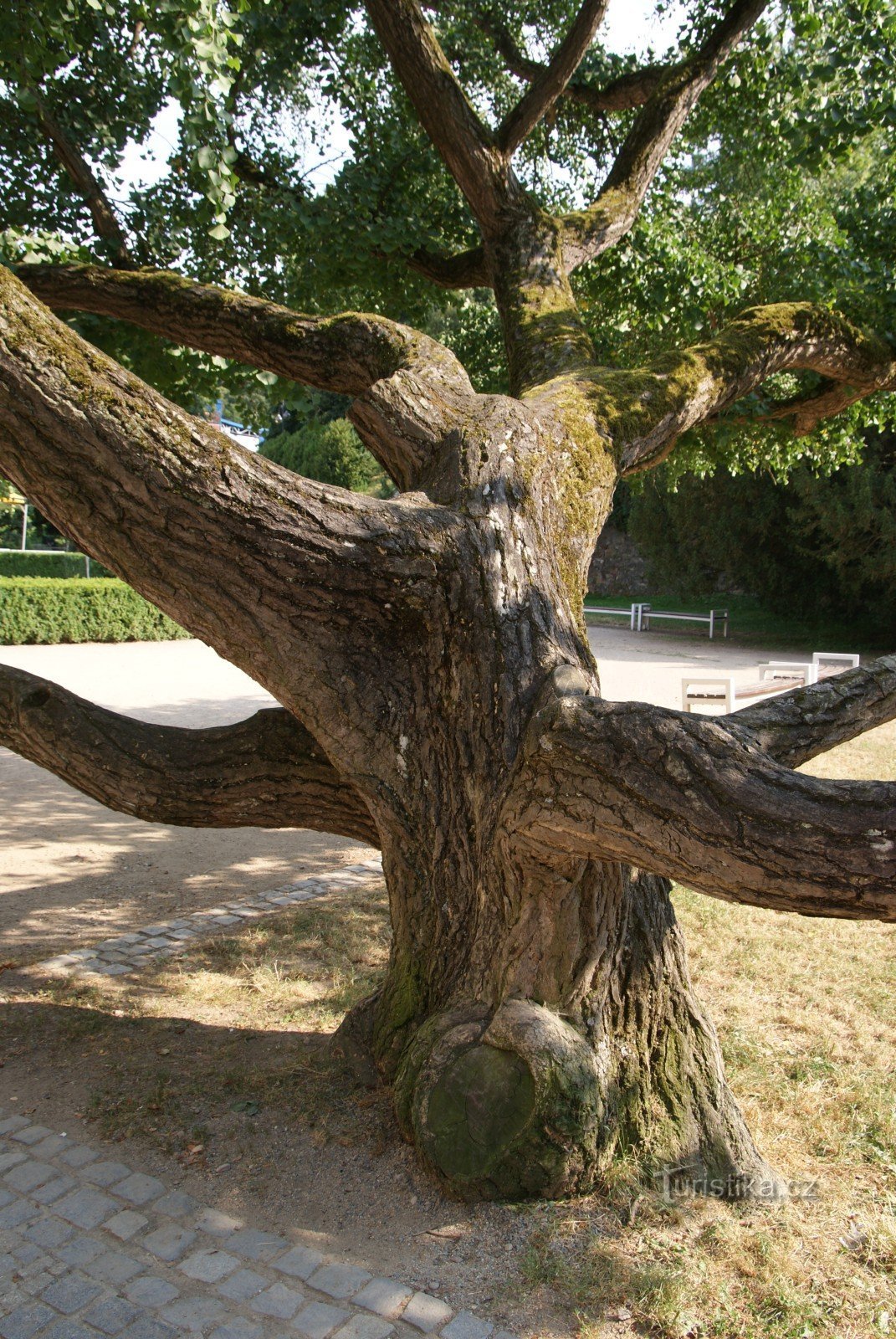 Boskovice - Ginkgo biloba im Schlossgewächshaus