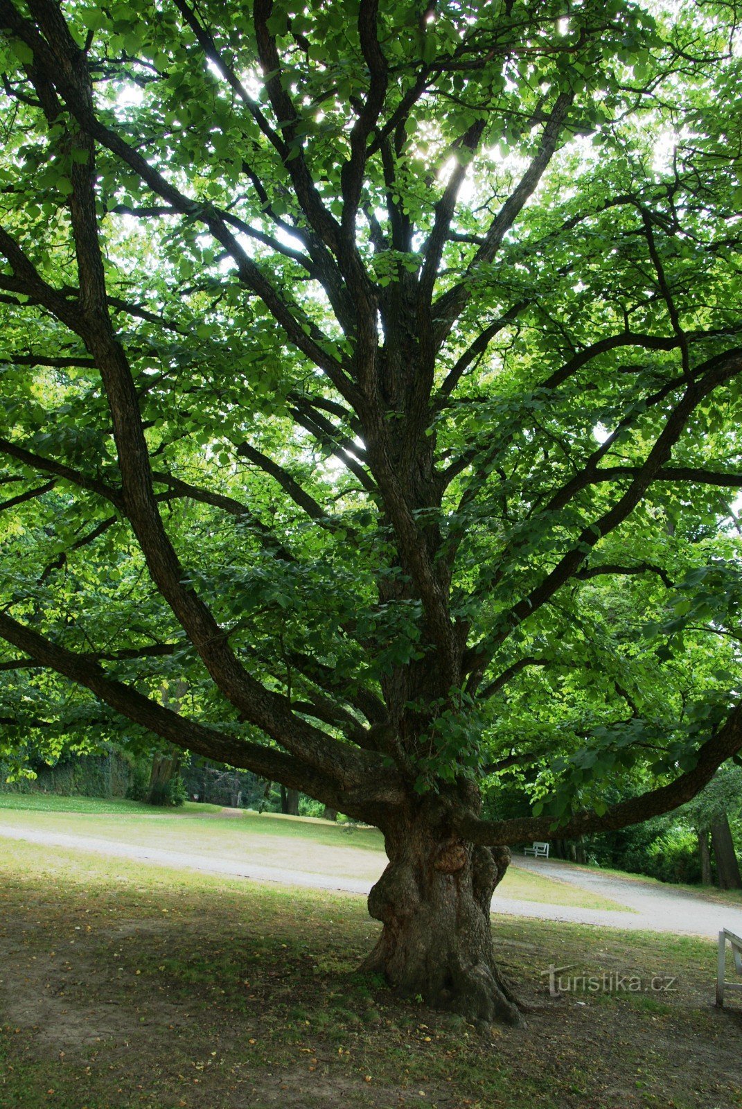 Boskovice – 城堡花园中的童话树（土耳其榛树）