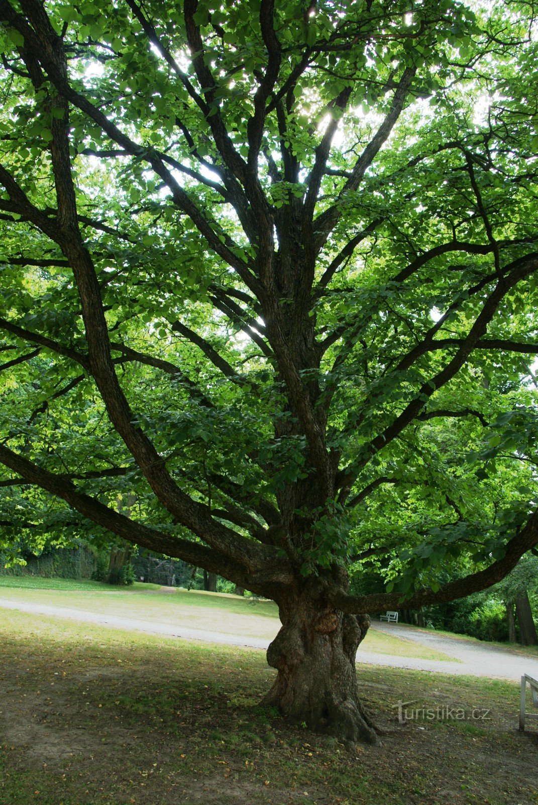 Boskovice – fairytale tree in the castle garden (Turkish hazel)