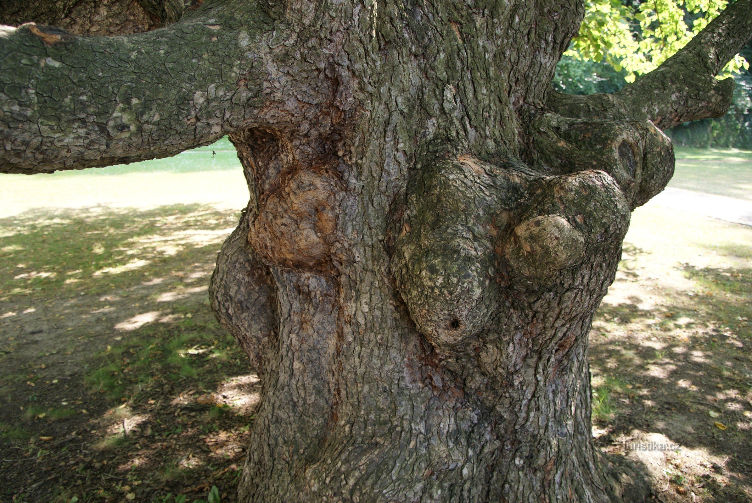 Boskovice - arbre de conte de fées dans le jardin du château (noisetier turc)