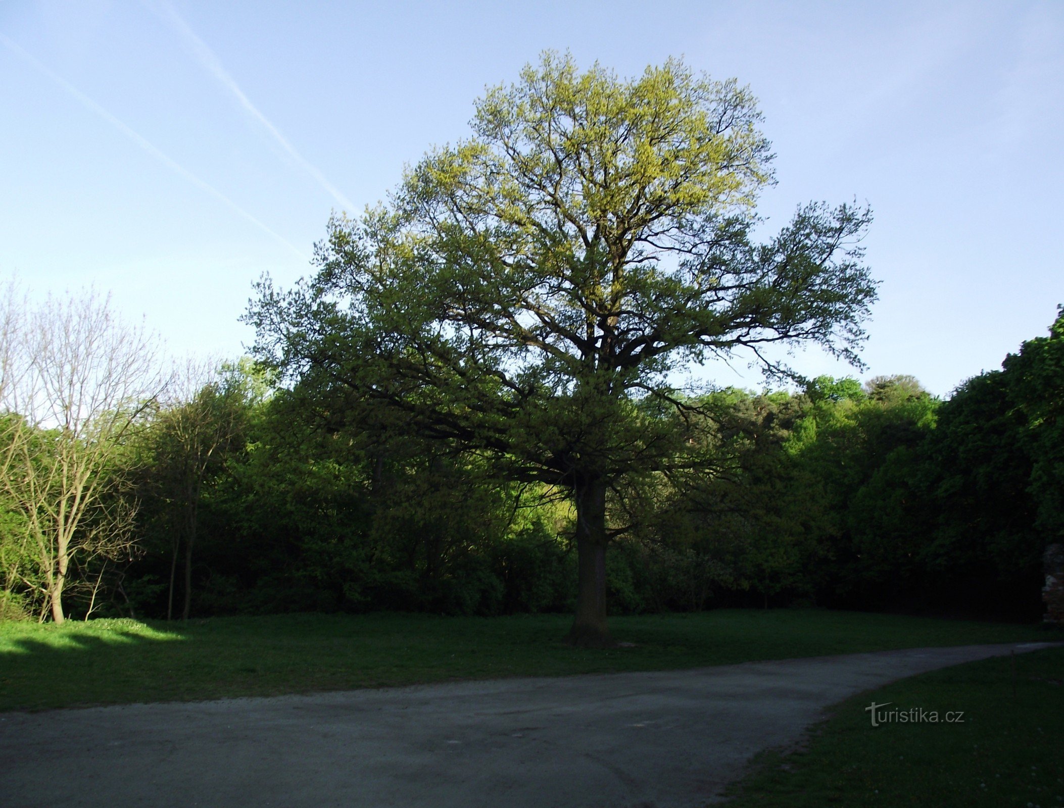 Boskovice – Štěpánča's wedding oak