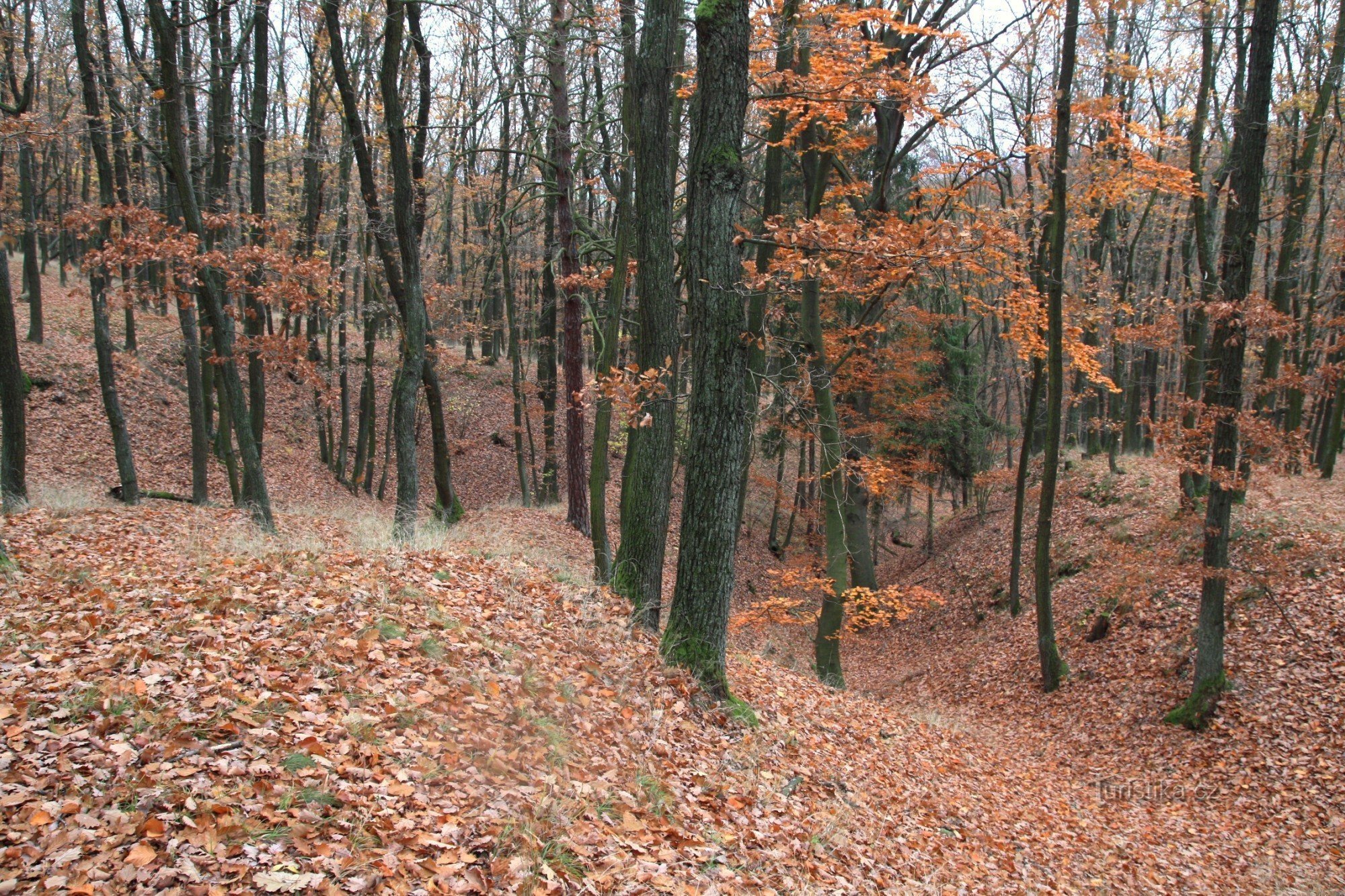 Bosquet aux pieds nus