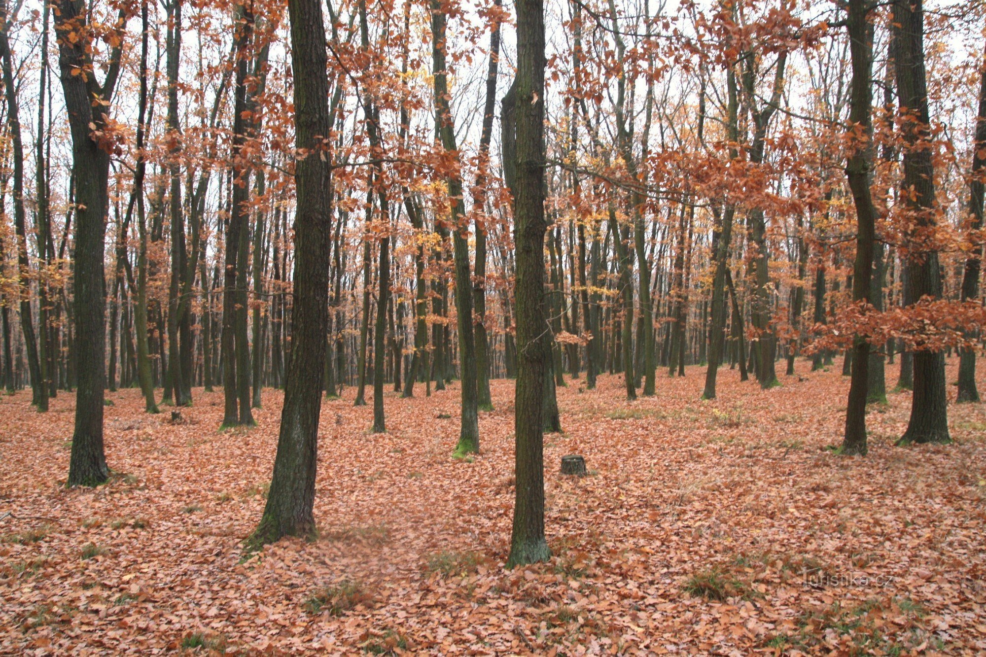 Bosque Descalço