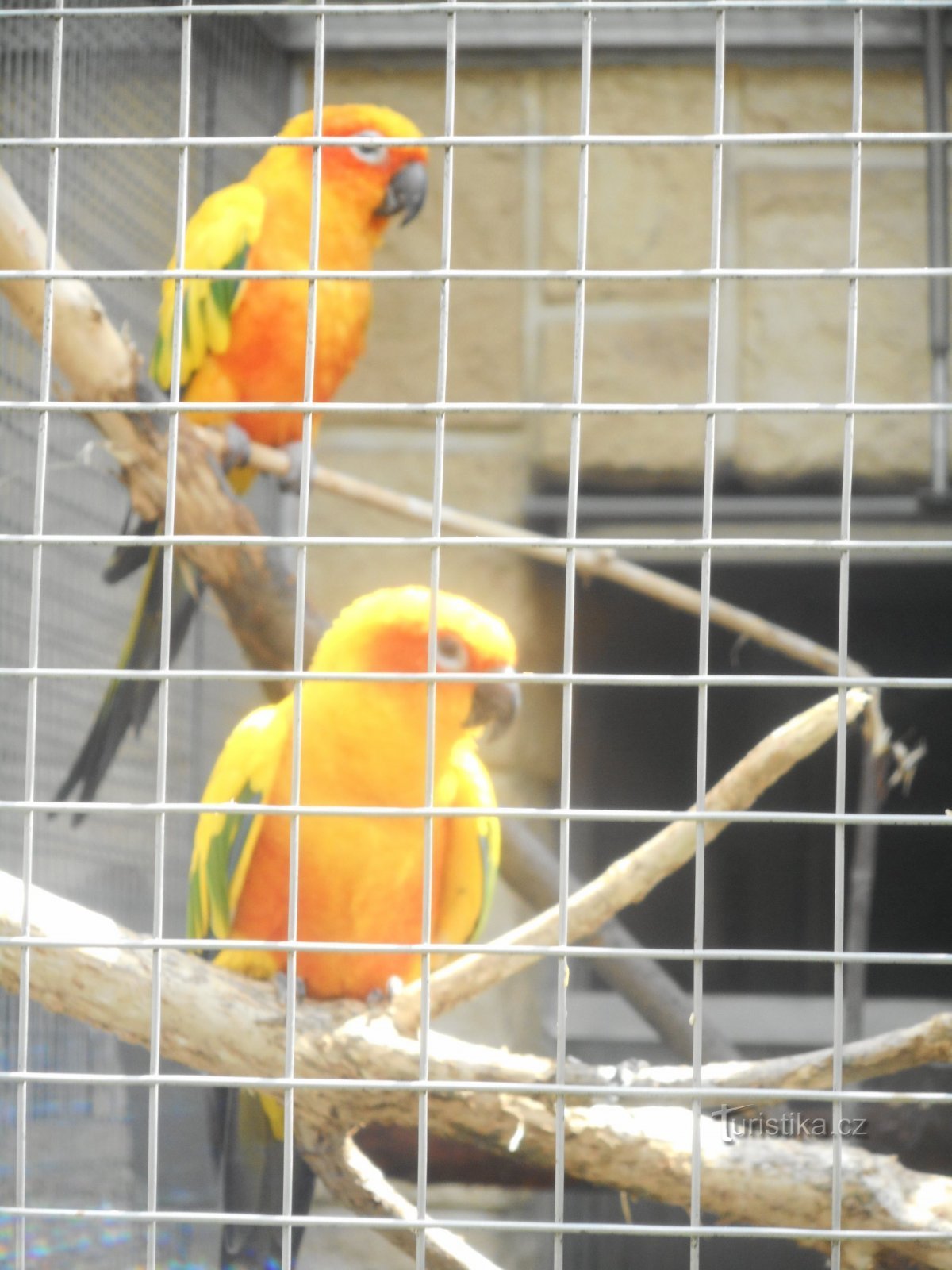 BOŠOVICE-PARROT DIERENTUIN