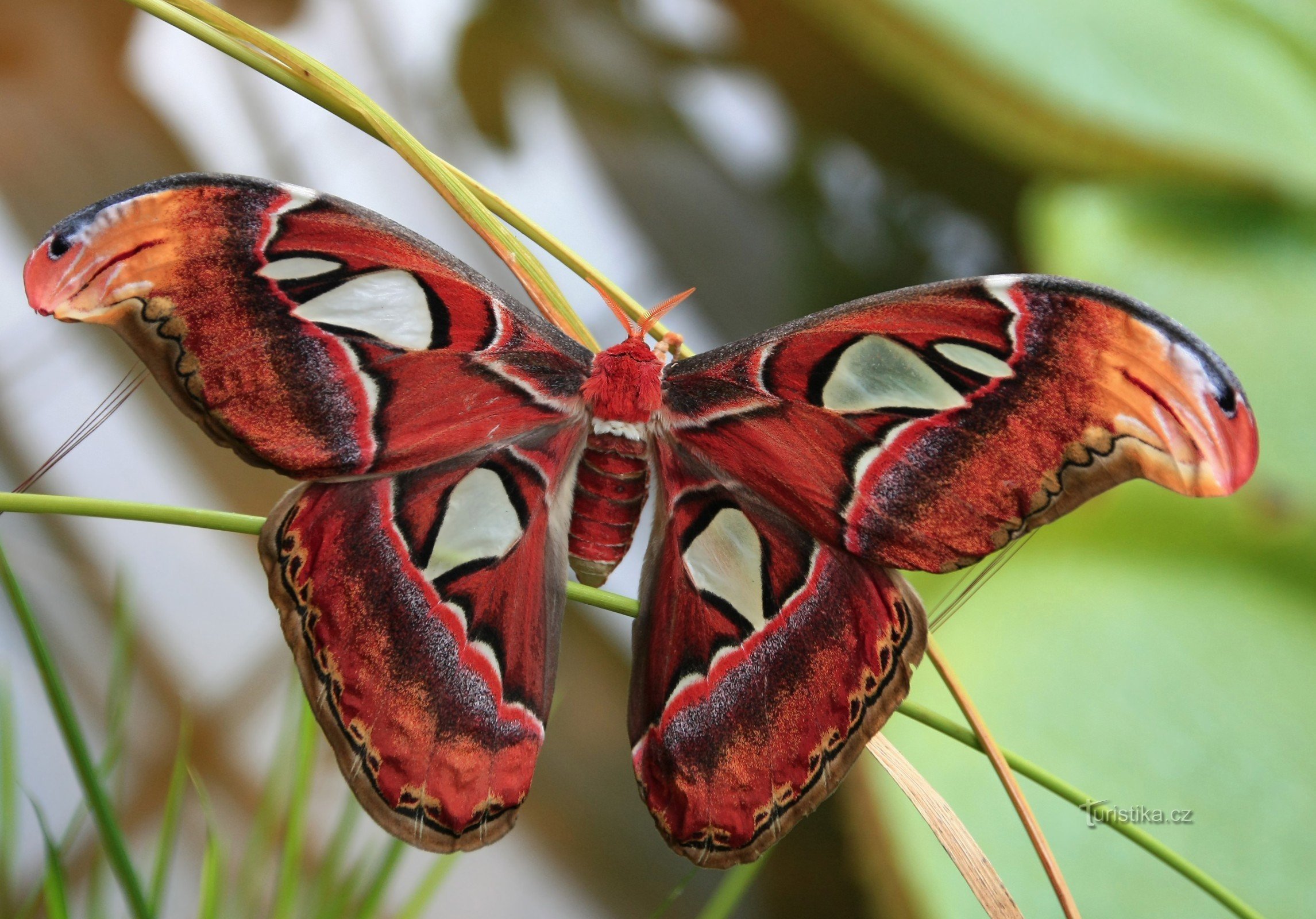 Botaniska trädgården Brno - Attacus atlas - den största fjärilen i världen 12.9.2014