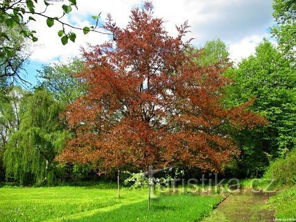 Botanisk have - Libverda Děčín