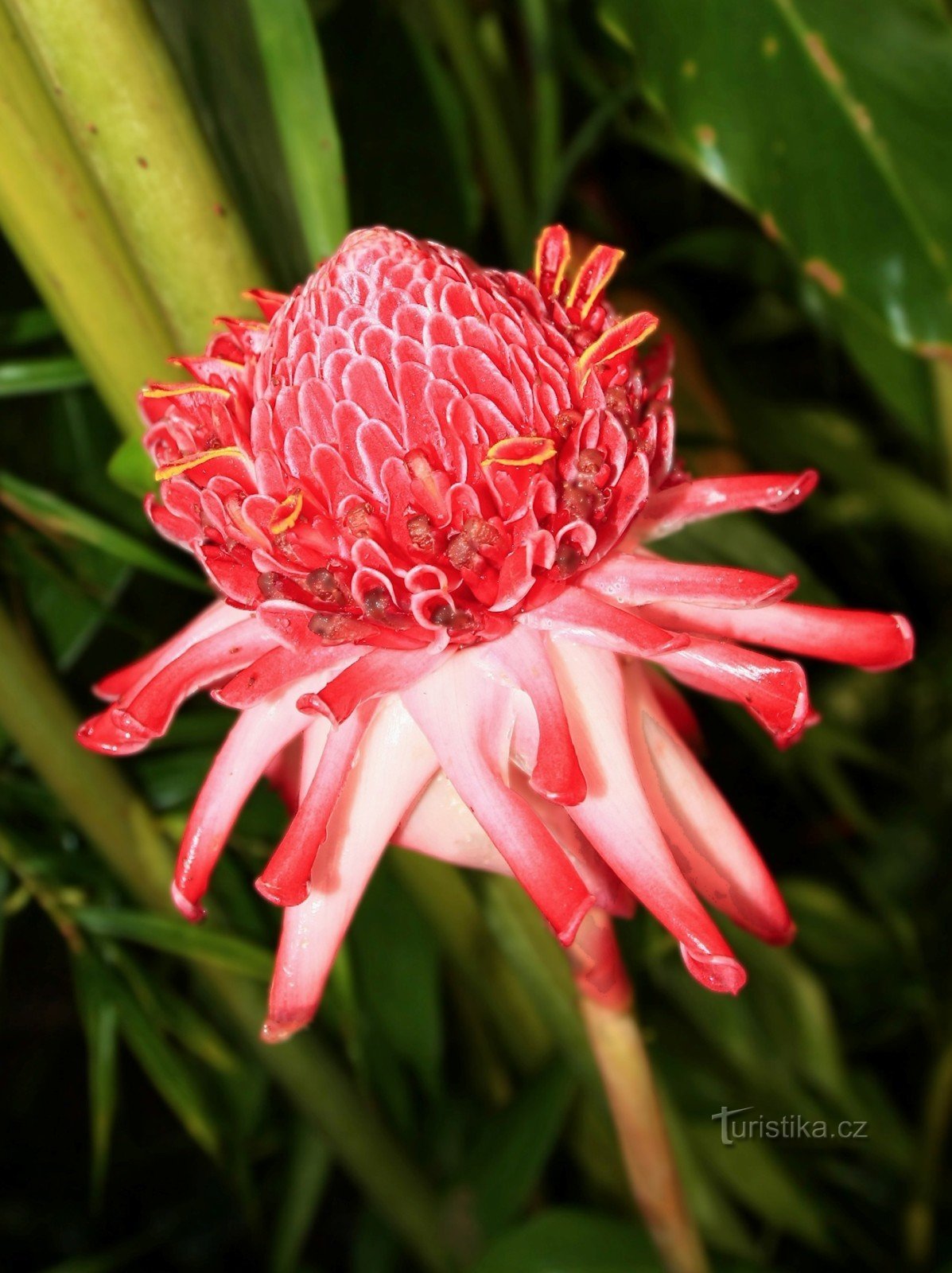 Botanischer Garten Prag Troja - Mai 2014