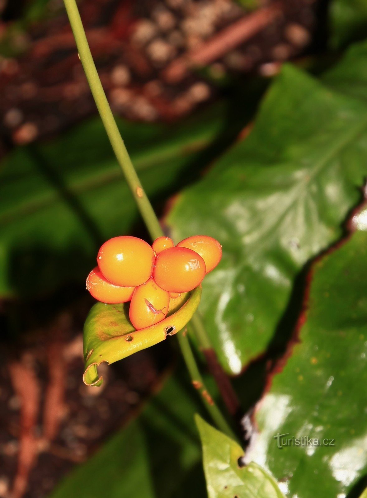 Prag Trojas botaniska trädgård - maj 2014