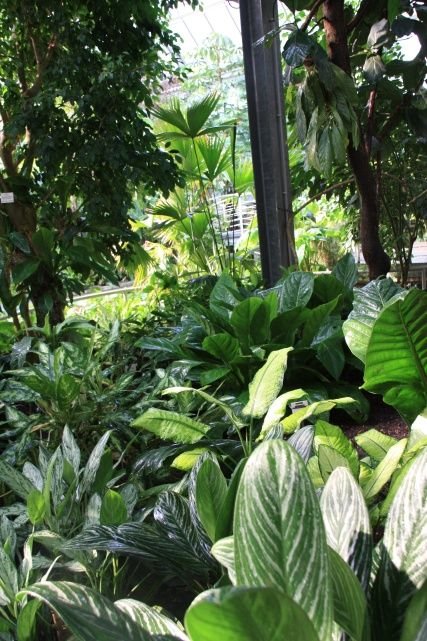 Jardin botanique de la Faculté des sciences naturelles de l'Université Charles