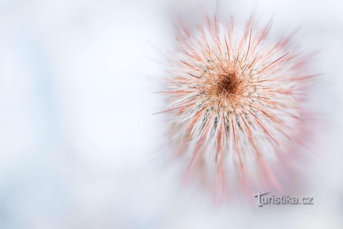 Botanická zahrada přírodovědecké fakulty Univerzity Karlovy © Anna Jirásková