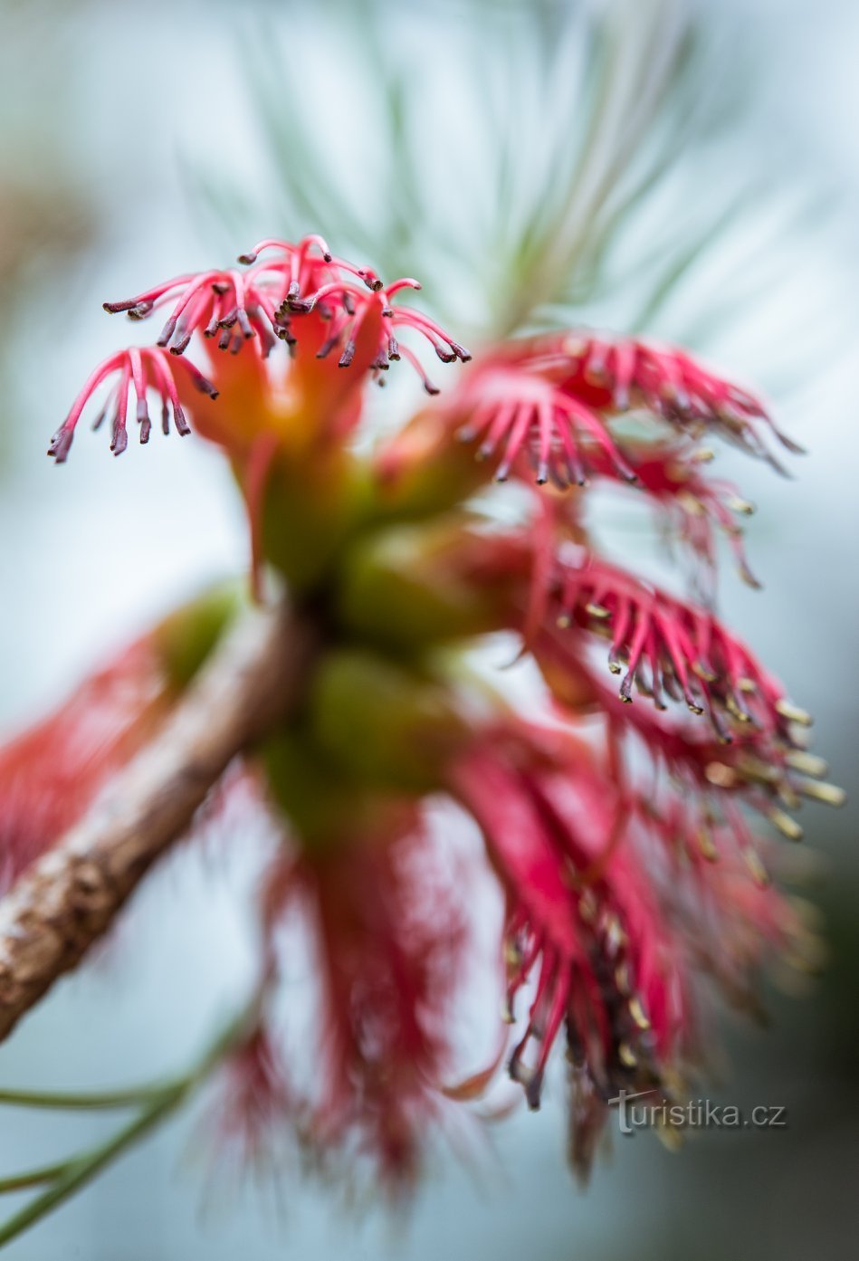 Ogród botaniczny Wydziału Nauk Przyrodniczych Uniwersytetu Karola © Anna Jirásková