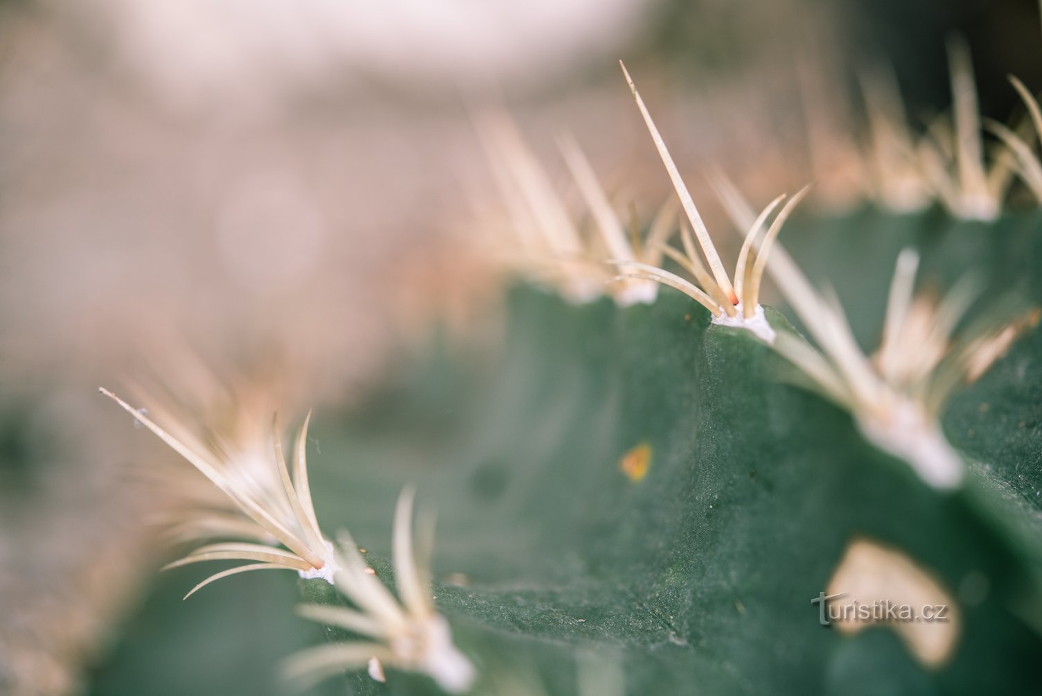 カレル大学自然科学部の植物園 © Anna Jirásková