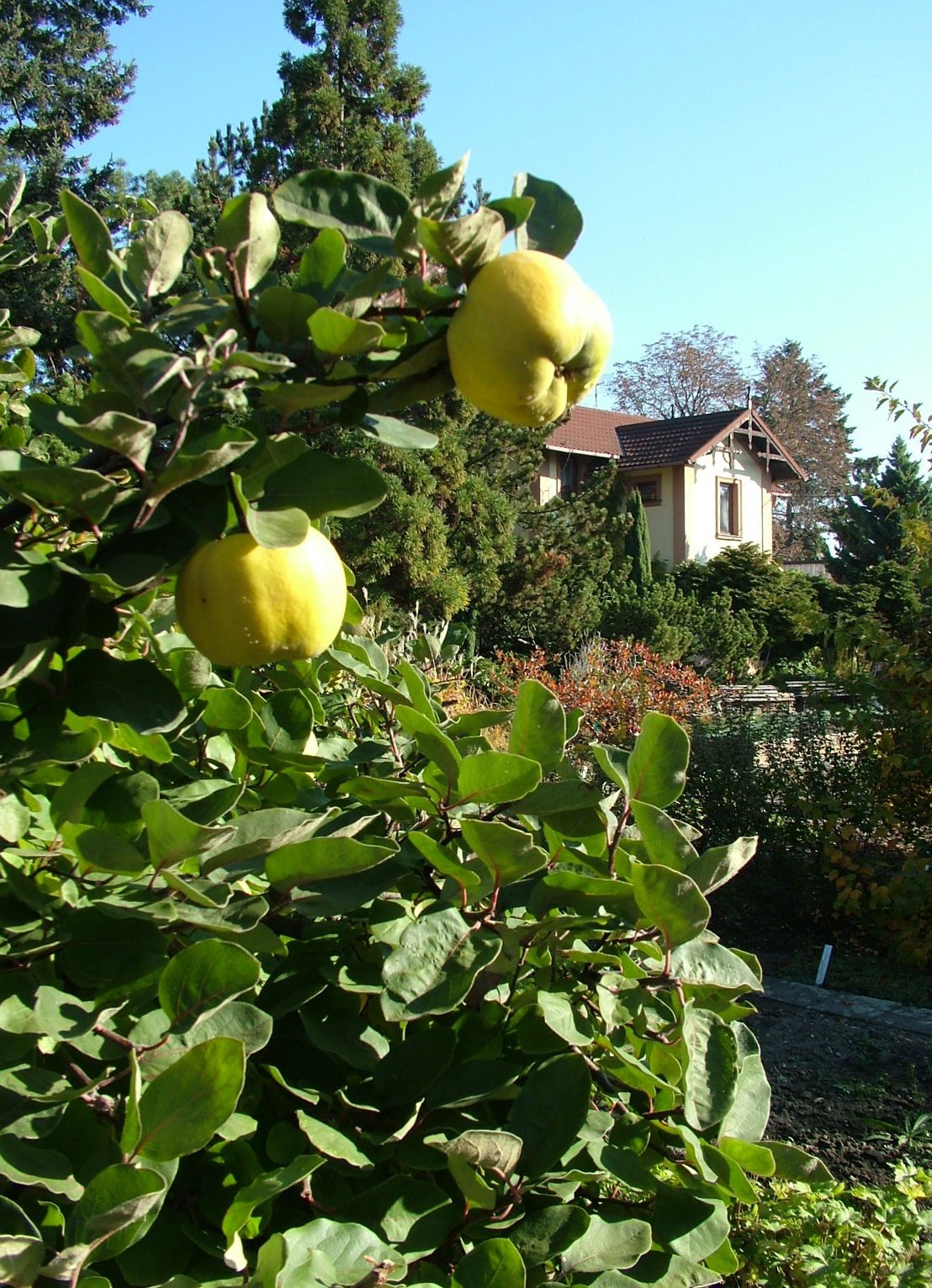 Botanisk have ved Det Naturvidenskabelige Fakultet ved Palacký Universitet i Olomouc