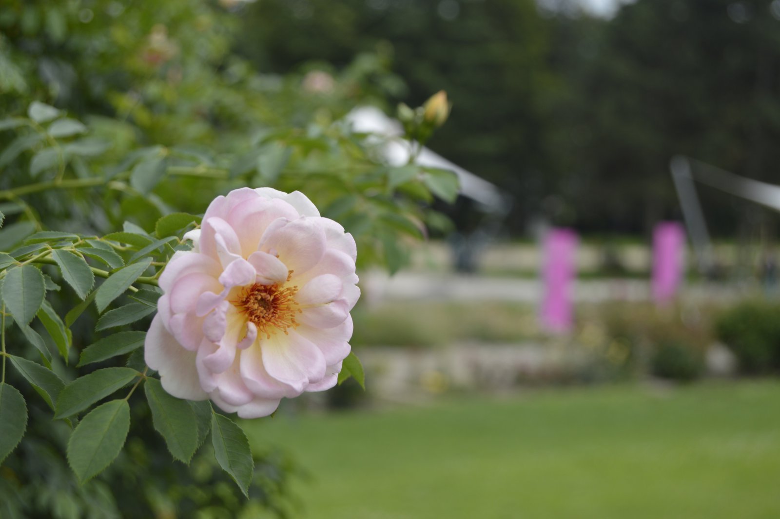 Kasvitieteellinen puutarha - rosarium