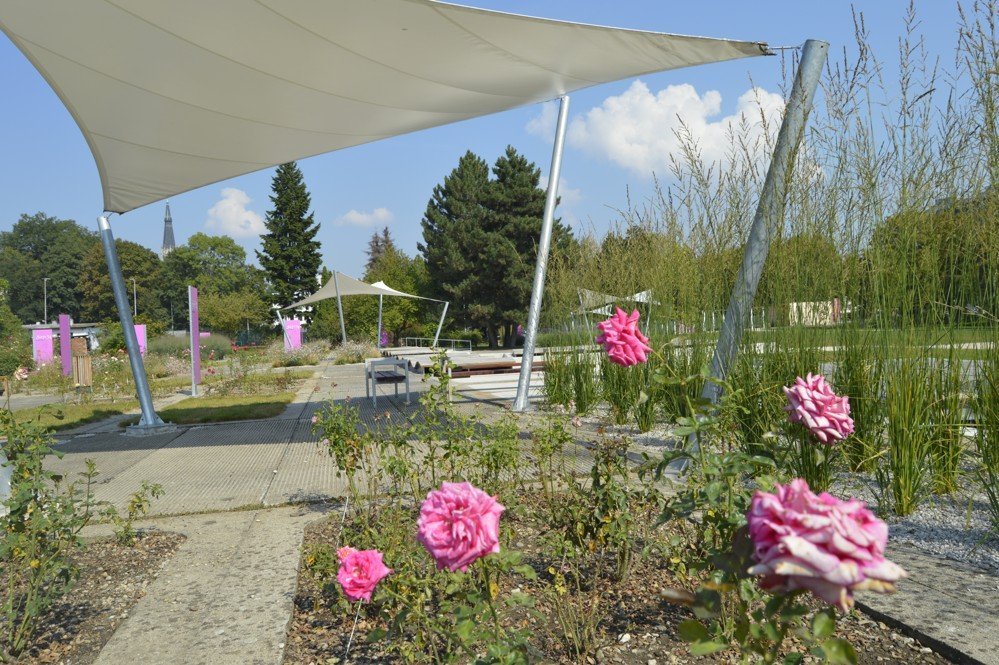 Ботанический сад - розарий