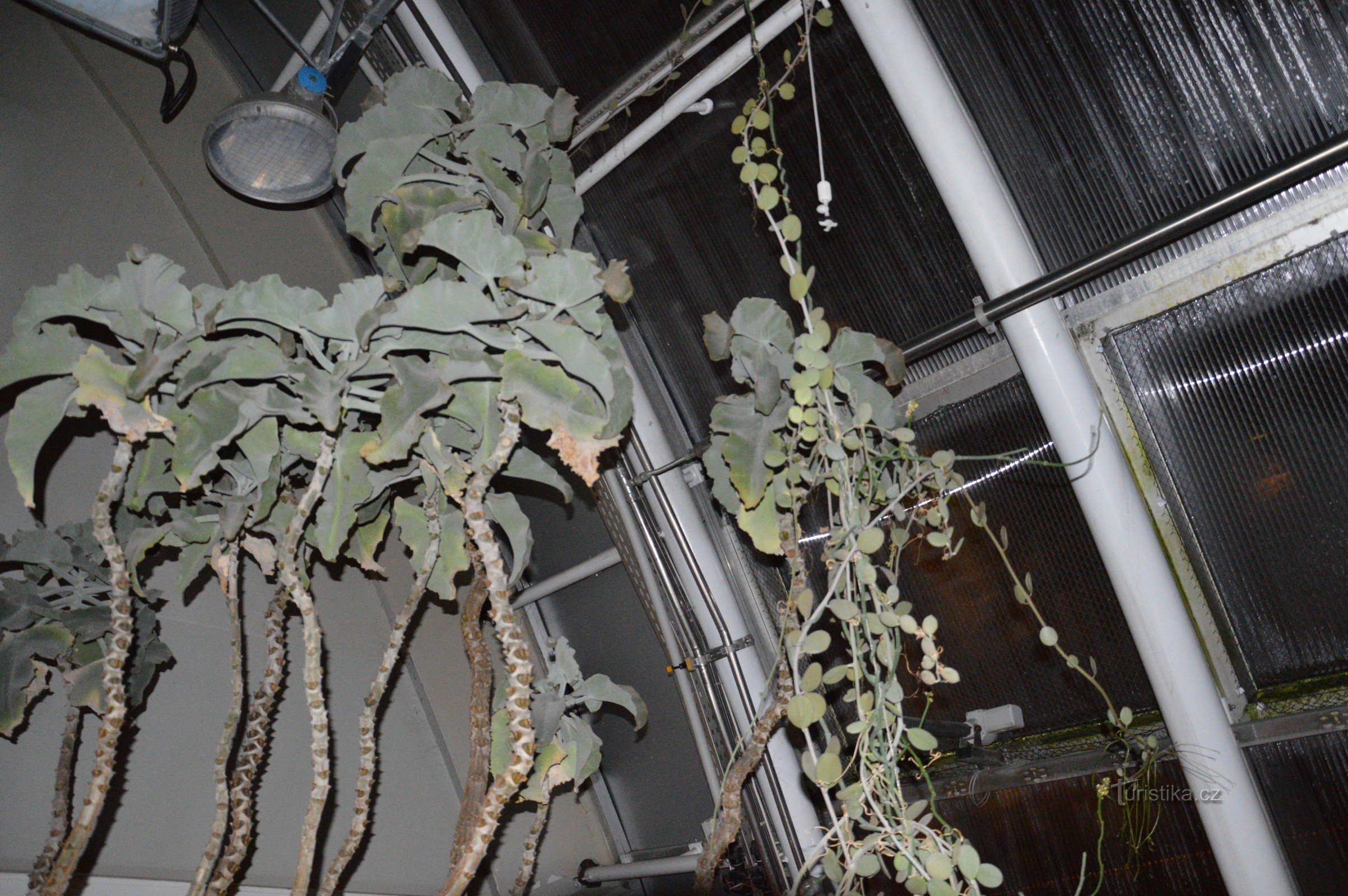 Botanic garden greenhouse Fata morgana at night