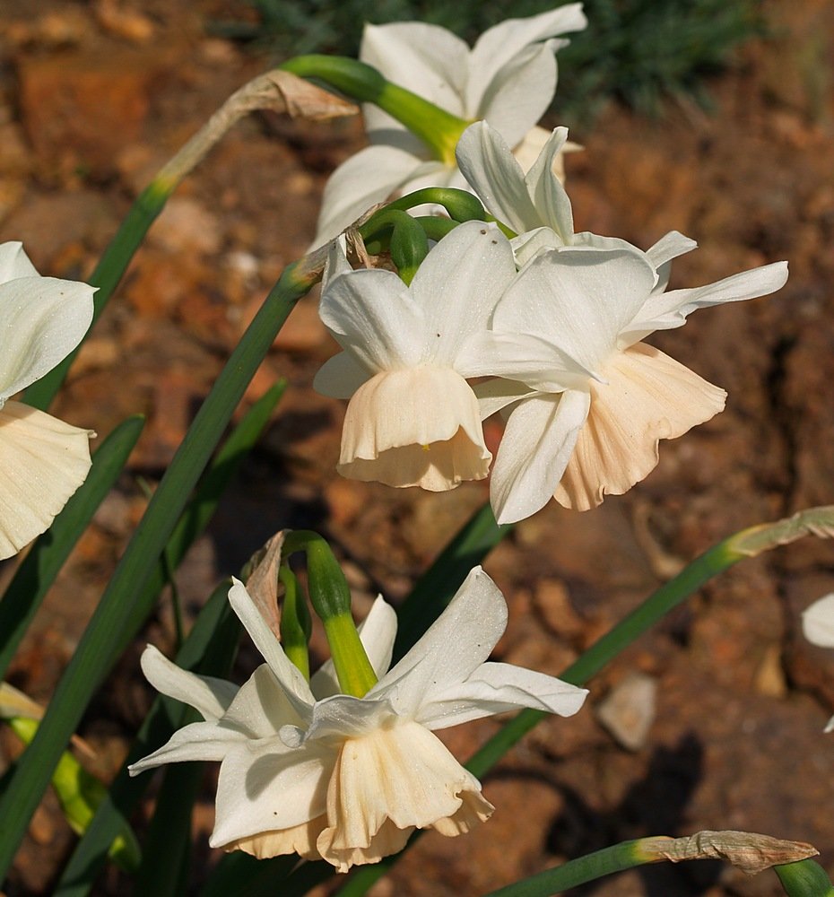 Grădina Botanică Teplice