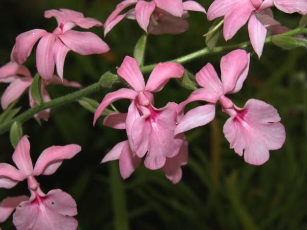 Teplice Botaniske Have