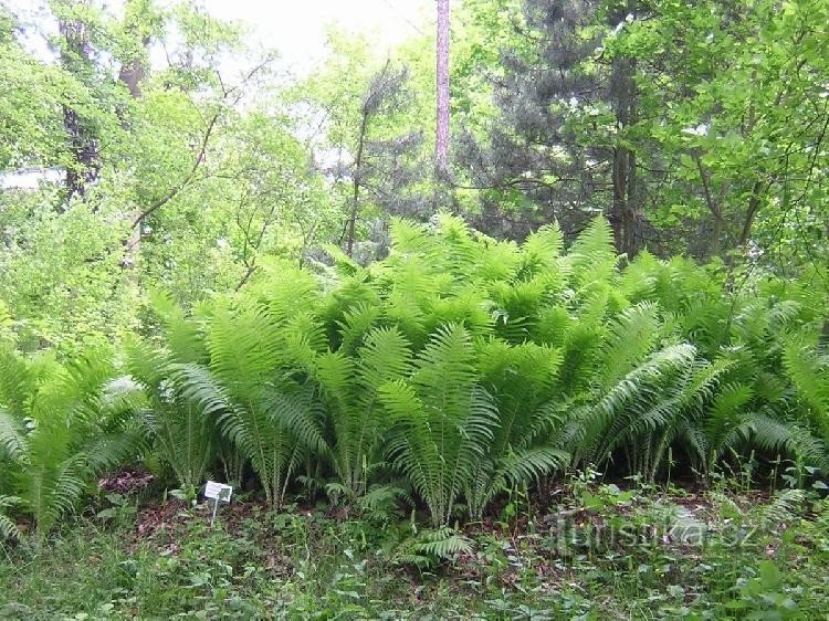 Grădina botanică din Tábor: în grădină