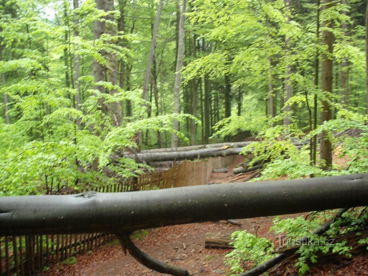 Torre di avvistamento di Boubín e foresta primordiale