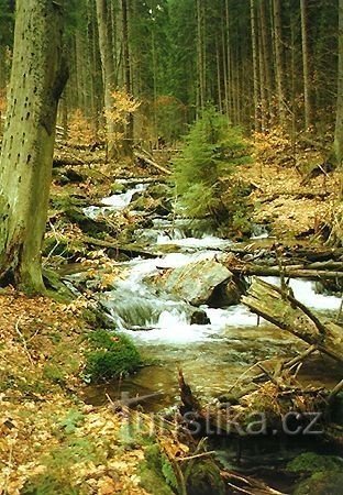 Boubínský forest