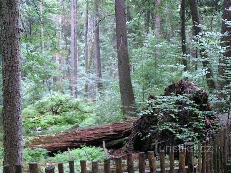 Bosque de Boubín: Bosque de Boubín