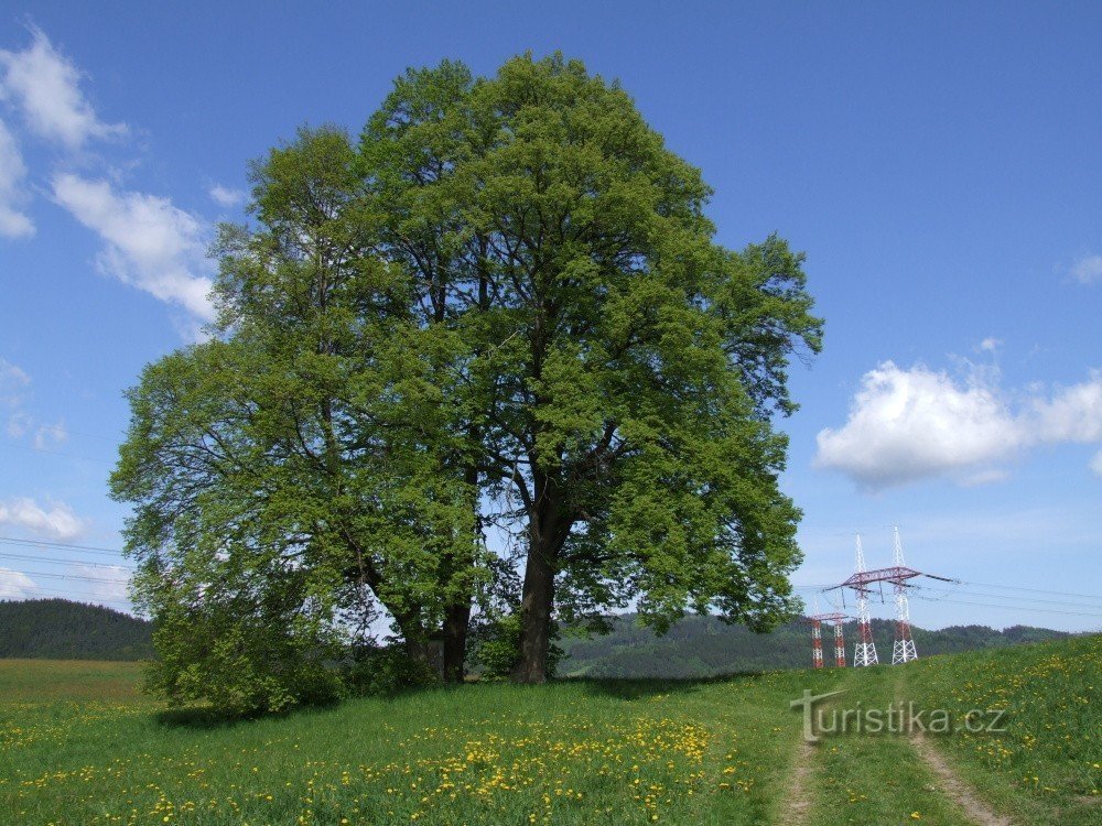 Le tourment de Dieu entouré de tilleuls