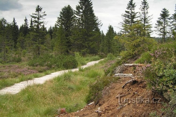 Božidars Moor