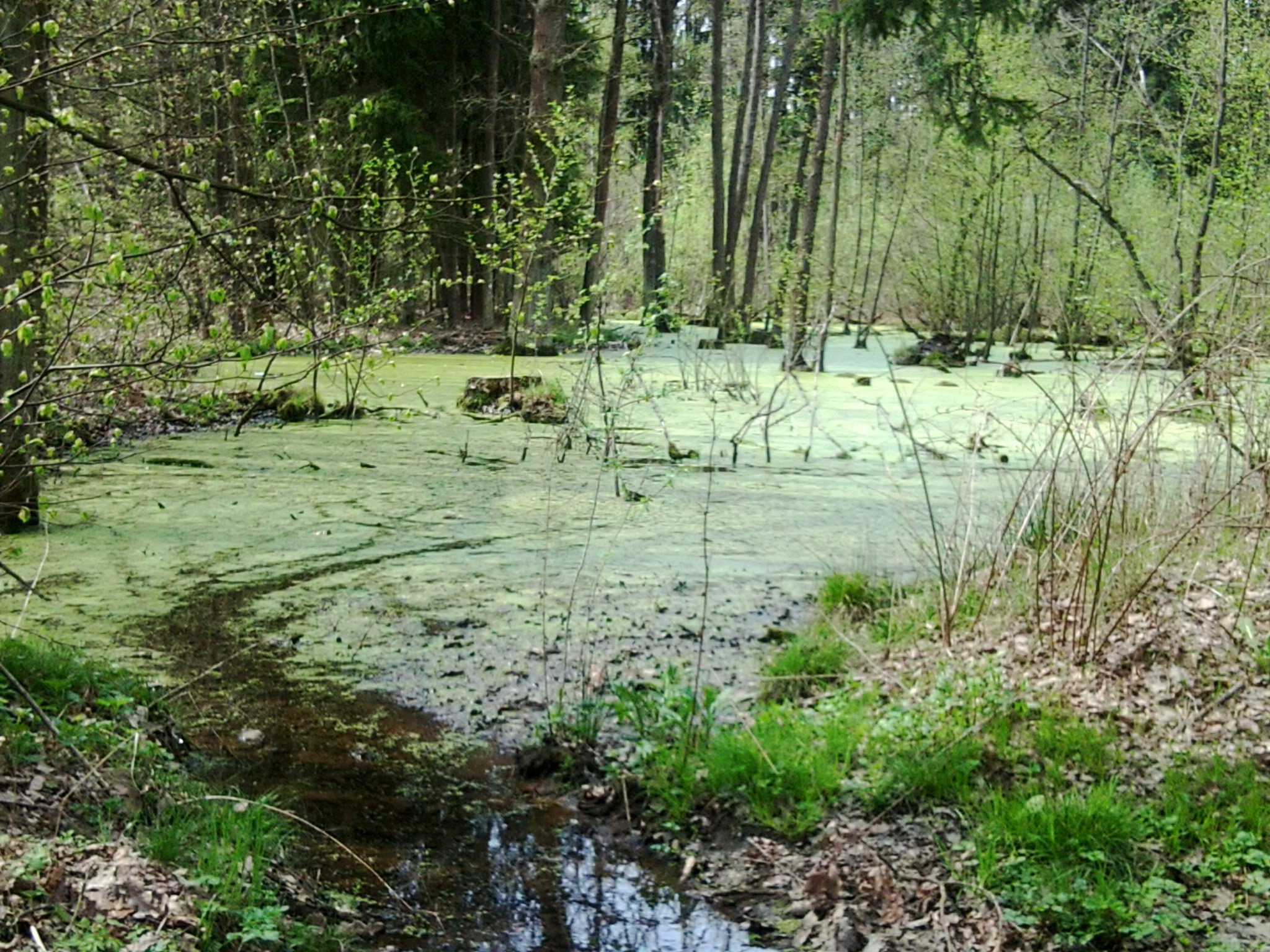 Bosque Branišovský